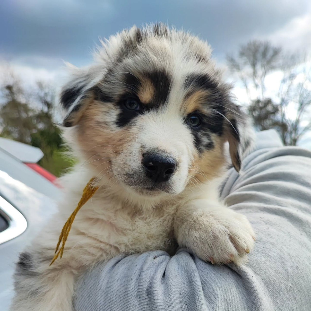 Reserved - Australian Shepherd Puppy